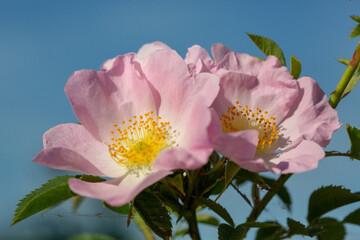 Close up of flower of common dog rose, a wild British flower common in hedgerows