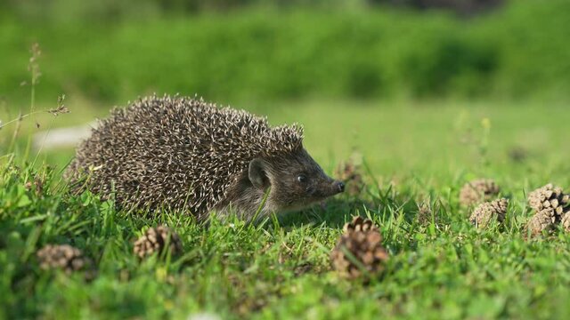 Close-up view of a hedgehog sniffing. Little cute hedgehog walking on the grass in sunny day. A wild animal crawls in a green lawn. Erinaceus europaeus, European hedgehog
