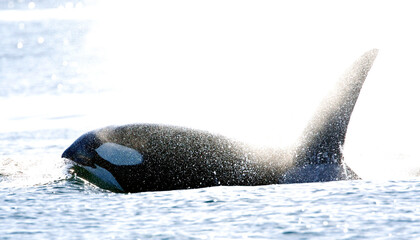 Orka, Killer whale, Orcinus orca © AGAMI