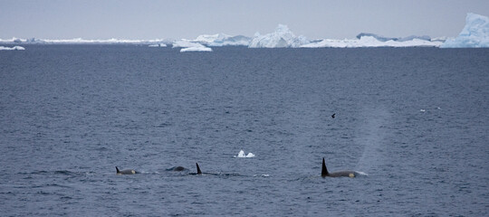 Orka, Killer Whale, Orcinus orca © AGAMI