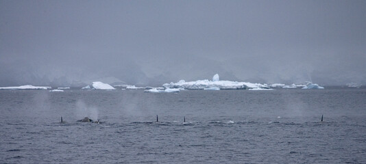 Orka, Killer Whale, Orcinus orca © AGAMI