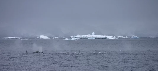 Fotobehang Orka, Killer Whale, Orcinus orca © AGAMI