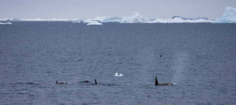 Orka, Killer Whale, Orcinus orca