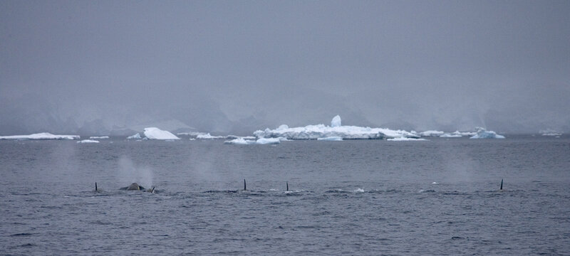 Orka, Killer Whale, Orcinus orca