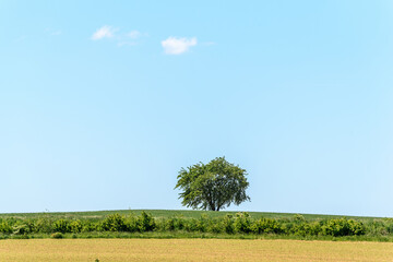 Obraz premium Lone tree in the French countryside.
