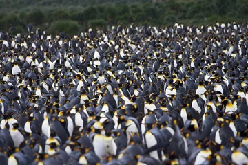 Fotobehang King Penguin, Koningspinguïn, Aptenodytes patagonicus © AGAMI