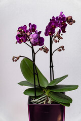 Close-up photo of isolated purple phalenopsis orchid on white backgound.