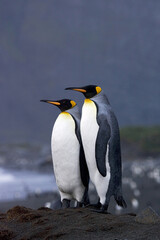 Fototapeta na wymiar King Penguin, Koningspinguïn, Aptenodytes patagonicus