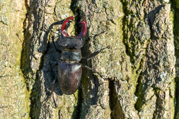 Kite stag beetle  on the trunk of an oak tree in spring.