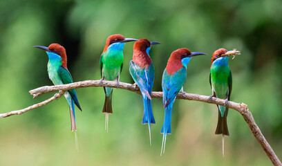 A group of Blue-throated Bee-eater standing on tree stick.