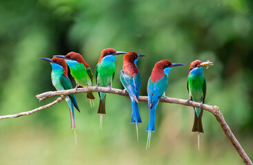 A group of Blue-throated Bee-eater standing on tree stick.