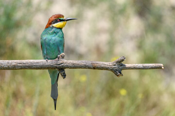 European bee-eater on a branch in spring.