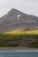 King Penguin, Koningspingu&iuml;n, Aptenodytes patagonicus