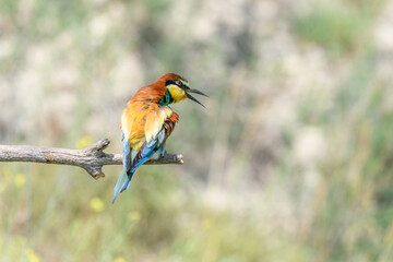 European bee-eater on a branch in spring.