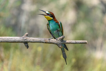 European bee-eater on a branch in spring.