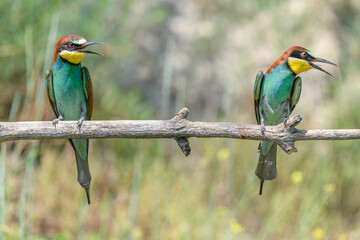 European bee-eater on a branch in spring.