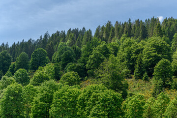 Obraz premium Landscape of the Vosges in spring near Gérardmer.