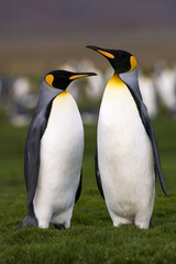 King Penguin, Koningspinguïn, Aptenodytes patagonicus
