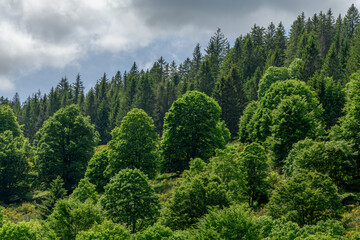 Landscape of the Vosges in spring near Gérardmer.