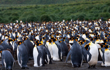 Obraz premium Koningspinguïn, King Penguin, Aptenodytes patagonicus