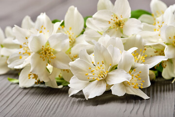 Beautiful blooming jasmine with green leaves on a grey wooden background.