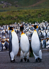 Koningspinguïn, King Penguin, Aptenodytes patagonicus