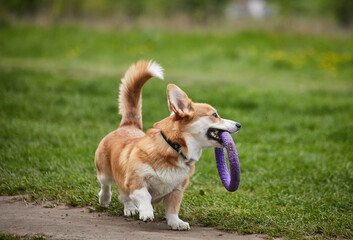 Happy Welsh Corgi Pembroke dog playing with puller in the spring park