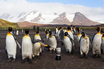 Fotobehang Koningspinguïn, King Penguin, Aptenodytes patagonicus © AGAMI