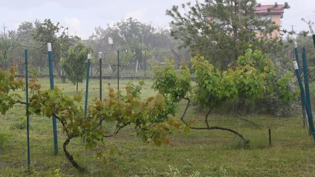 Blurred raindrops and hail of storm shower in orchard with grape growing and fruit trees. Rainfall over grapevine bushes and green grass lawn in countryside garden