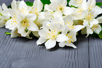 Beautiful blooming jasmine with green leaves on a grey wooden background.