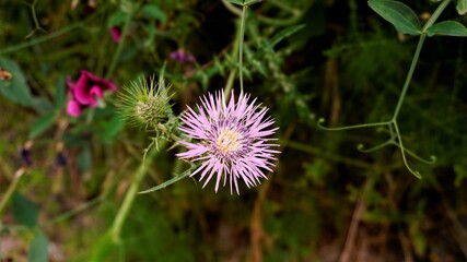 Beautiful wild pink och purple flower outdoor in the nature.