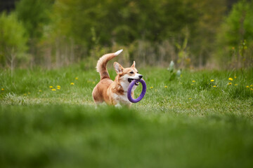 Happy Welsh Corgi Pembroke dog playing with puller in the spring park