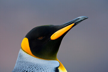 Koningspinguïn, King Penguin, Aptenodytes patagonicus © AGAMI