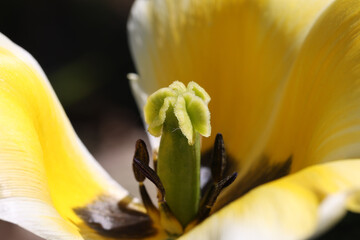 Closeup shot of a pistil with stamens in a yellow tulip