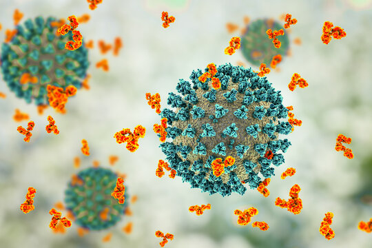 Antibodies attacking SARS-CoV-2 virus, corona virus, COVID-19 viruses