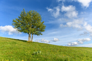Obraz premium Isolated trees at the top of the Vosges mountains.