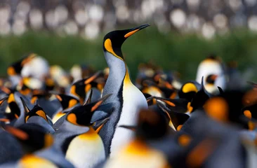 Fotobehang Koningspinguïn, King Penguin, Aptenodytes patagonicus © AGAMI
