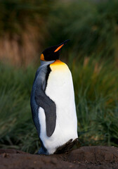 Koningspinguïn, King Penguin, Aptenodytes patagonicus