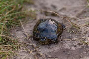 river turtle on a sandy path