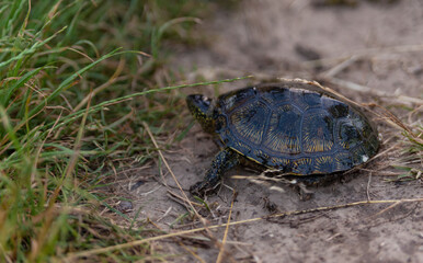 river turtle on a sandy path