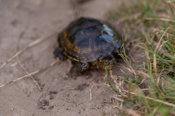 river turtle on a sandy path