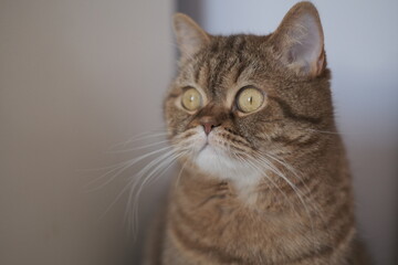 Fototapeta premium close up portrait of a cat