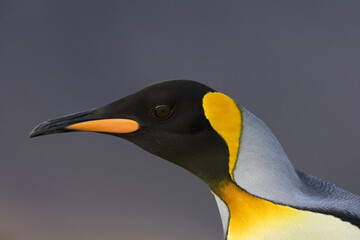 Koningspinguïn, King Penguin, Aptenodytes patagonicus © AGAMI