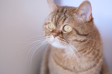 Fototapeta na wymiar close up of a cat
