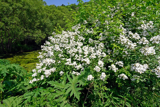 bl&uuml;hende Acker-Rose, Feldrose, Hagedorn (Rosa agrestis) // flowering fieldbriar