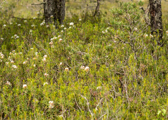 traditional bog plants, mosses, lichens close-up, flowering butterflies, bog background, swamp texture
