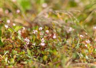 traditional bog plants, moss, lichens close-up, cranberry flowers, bog background, swamp texture
