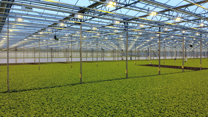 Naklejka premium Tomatoes growing in a greenhouse. Organic vegetable greenhouse garden. Tomato bunch.