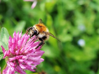Hummel auf roter Kleeblüte