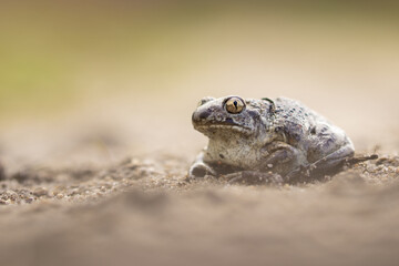 Knoblauchkröte (Pelobates fuscus)